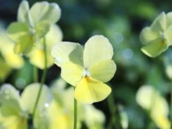 Hornveilchen / Gehörntes Stiefmütterchen 'Beshlie' 13 Hornveilchen / Gehörntes Stiefmütterchen 'Beshlie' -Günstiges Erd Seele Geschäft gehoerntes stiefmuetterchen beshlie m060755 w 5