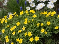 Gelbblühendes Windröschen -Günstiges Erd Seele Geschäft gelbbluehendes windroeschen m056509 w 1