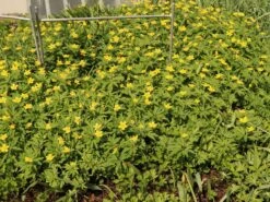 Gelbblühendes Windröschen -Günstiges Erd Seele Geschäft gelbbluehendes windroeschen m056509 w 2