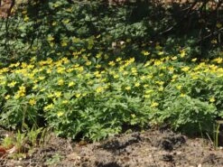 Gelbblühendes Windröschen -Günstiges Erd Seele Geschäft gelbbluehendes windroeschen m056509 w 3