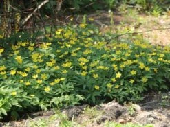 Gelbblühendes Windröschen -Günstiges Erd Seele Geschäft gelbbluehendes windroeschen m056509 w 4