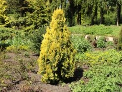 Gelber Zwerg-Lebensbaum 'Aurea Nana' -Günstiges Erd Seele Geschäft gelber zwerg lebensbaum aurea nana m065114 w 0