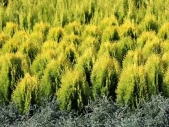 Gelber Zwerg-Lebensbaum 'Aurea Nana' -Günstiges Erd Seele Geschäft gelber zwerg lebensbaum aurea nana m065114 w 3