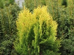 Gelber Zwerg-Lebensbaum 'Aurea Nana' -Günstiges Erd Seele Geschäft gelber zwerg lebensbaum aurea nana m065114 w 4