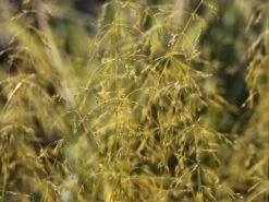 Gelbes Flattergras 'Aureum' -Günstiges Erd Seele Geschäft gelbes flattergras aureum m059507 w 1