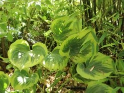 Gelbrand-Funkie 'Liberty' -Günstiges Erd Seele Geschäft gelbrand funkie liberty m059027 w 0