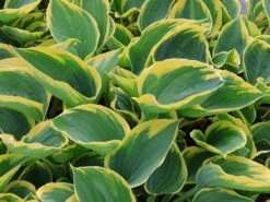 Gelbrand-Funkie 'Liberty' -Günstiges Erd Seele Geschäft gelbrand funkie liberty m059027 w 1