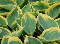 Gelbrand-Funkie 'Liberty' -Günstiges Erd Seele Geschäft gelbrand funkie liberty m059027 w 2