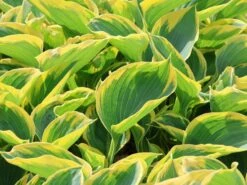 Gelbrand-Funkie 'Liberty' -Günstiges Erd Seele Geschäft gelbrand funkie liberty m059027 w 3