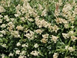 Gemeiner Liguster / Gewöhnlicher Liguster -Günstiges Erd Seele Geschäft gemeiner liguster gewoehnlicher liguster m001886 w 0