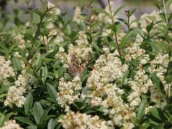 Gemeiner Liguster / Gewöhnlicher Liguster -Günstiges Erd Seele Geschäft gemeiner liguster gewoehnlicher liguster m001886 w 1