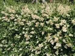 Gemeiner Liguster / Gewöhnlicher Liguster -Günstiges Erd Seele Geschäft gemeiner liguster gewoehnlicher liguster m001886 w 2