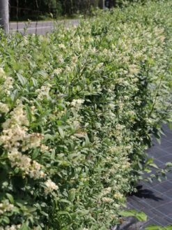 Gemeiner Liguster / Gewöhnlicher Liguster -Günstiges Erd Seele Geschäft gemeiner liguster gewoehnlicher liguster m001886 w 3