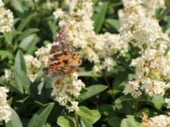 Gemeiner Liguster / Gewöhnlicher Liguster -Günstiges Erd Seele Geschäft gemeiner liguster gewoehnlicher liguster m001886 w 4