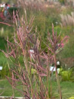 Gerards Blauhalm -Günstiges Erd Seele Geschäft gerards blauhalm m057647 w 1