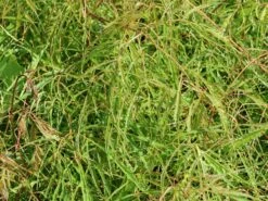 Geschlitzter Wald Geißbart 'Kneiffii' -Günstiges Erd Seele Geschäft geschlitzter wald geissbart kneiffii m044595 w 0