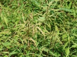 Geschlitzter Wald Geißbart 'Kneiffii' -Günstiges Erd Seele Geschäft geschlitzter wald geissbart kneiffii m044595 w 1