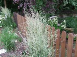 Gestreiftblättriges Reitgras 'Overdam' -Günstiges Erd Seele Geschäft gestreiftblaettriges reitgras overdam m044649 551380 0 1