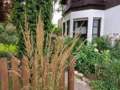 Gestreiftblättriges Reitgras 'Overdam' -Günstiges Erd Seele Geschäft gestreiftblaettriges reitgras overdam m044649 551380 0