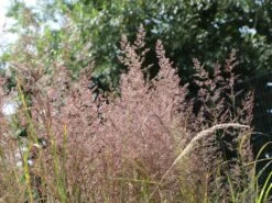 Gestreiftblättriges Reitgras 'Overdam' -Günstiges Erd Seele Geschäft gestreiftblaettriges reitgras overdam m044649 w 1