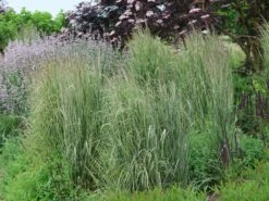 Gestreiftblättriges Reitgras 'Overdam' -Günstiges Erd Seele Geschäft gestreiftblaettriges reitgras overdam m044649 w 7