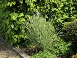 Gestreiftblättriges Reitgras 'Overdam' -Günstiges Erd Seele Geschäft gestreiftblaettriges reitgras overdam m044649 w 8