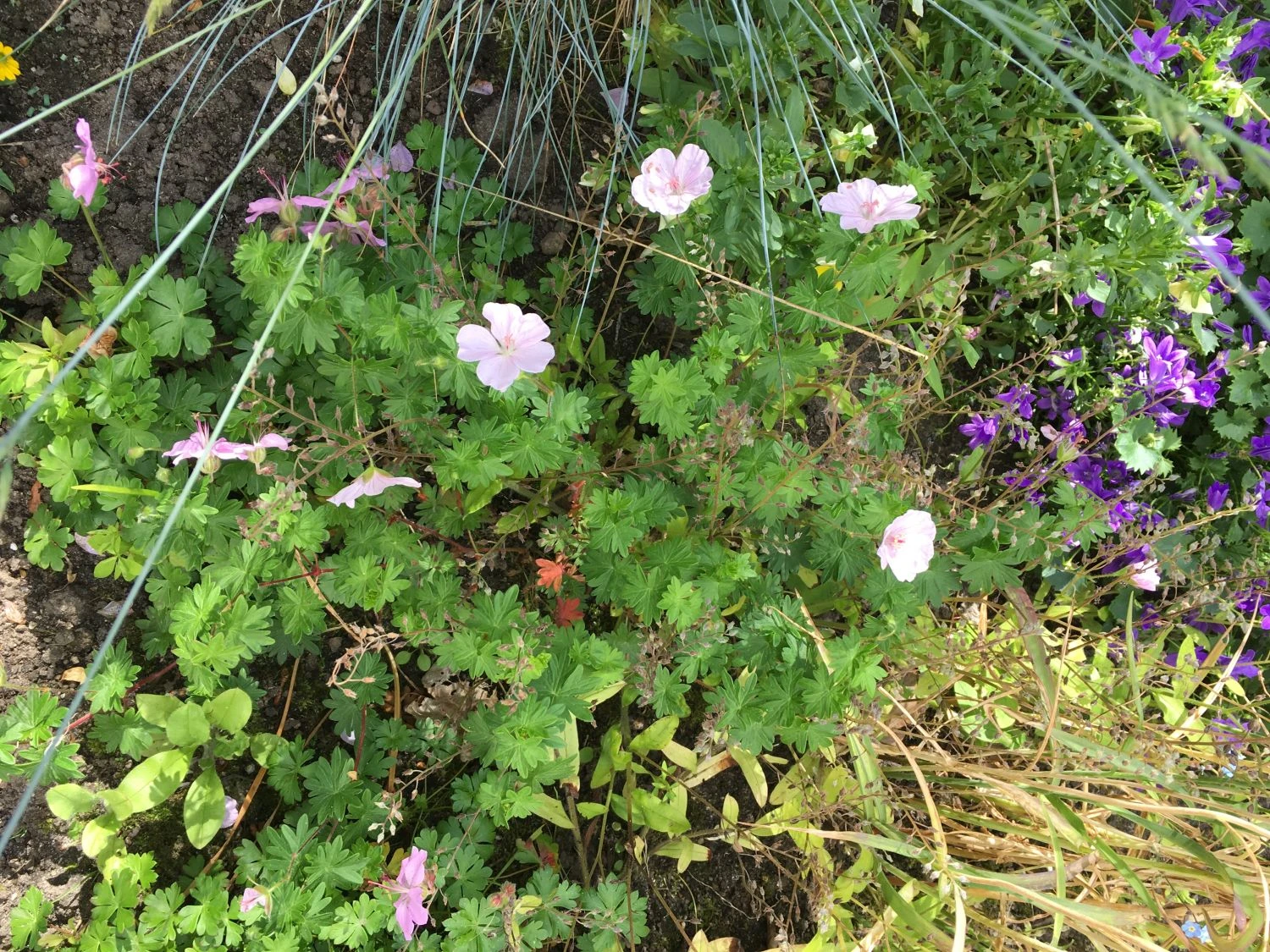 Gestreifter Storchschnabel 17 Gestreifter Storchschnabel – Bild 15