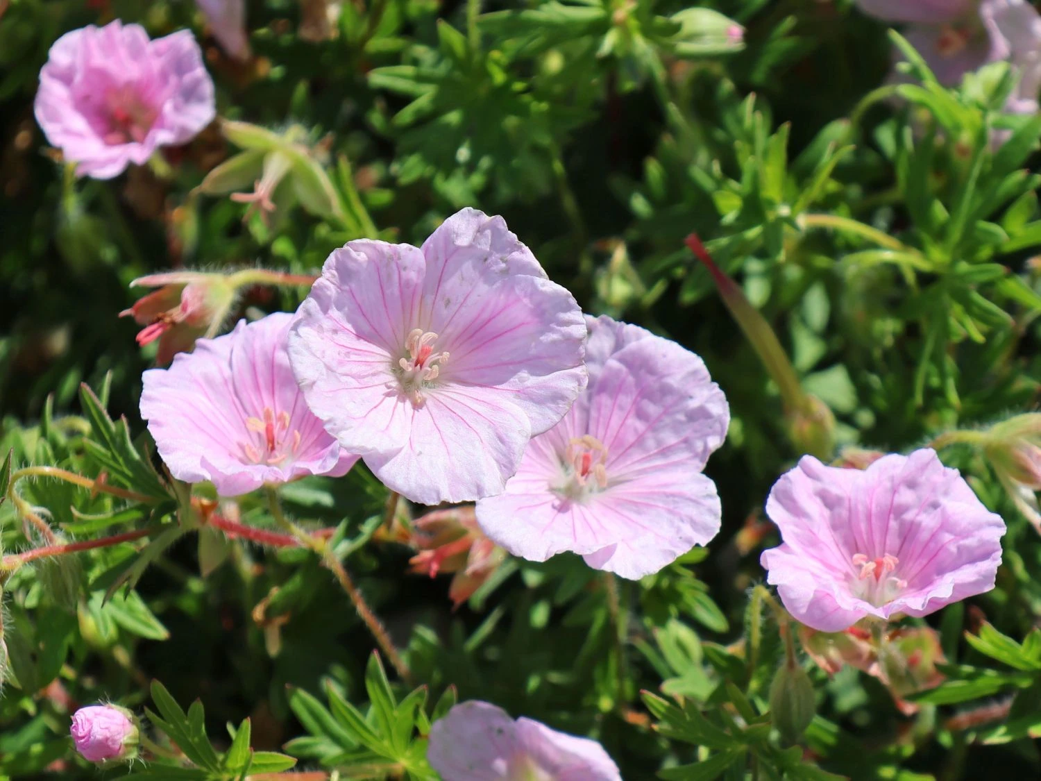 Gestreifter Storchschnabel 12 Gestreifter Storchschnabel – Bild 10