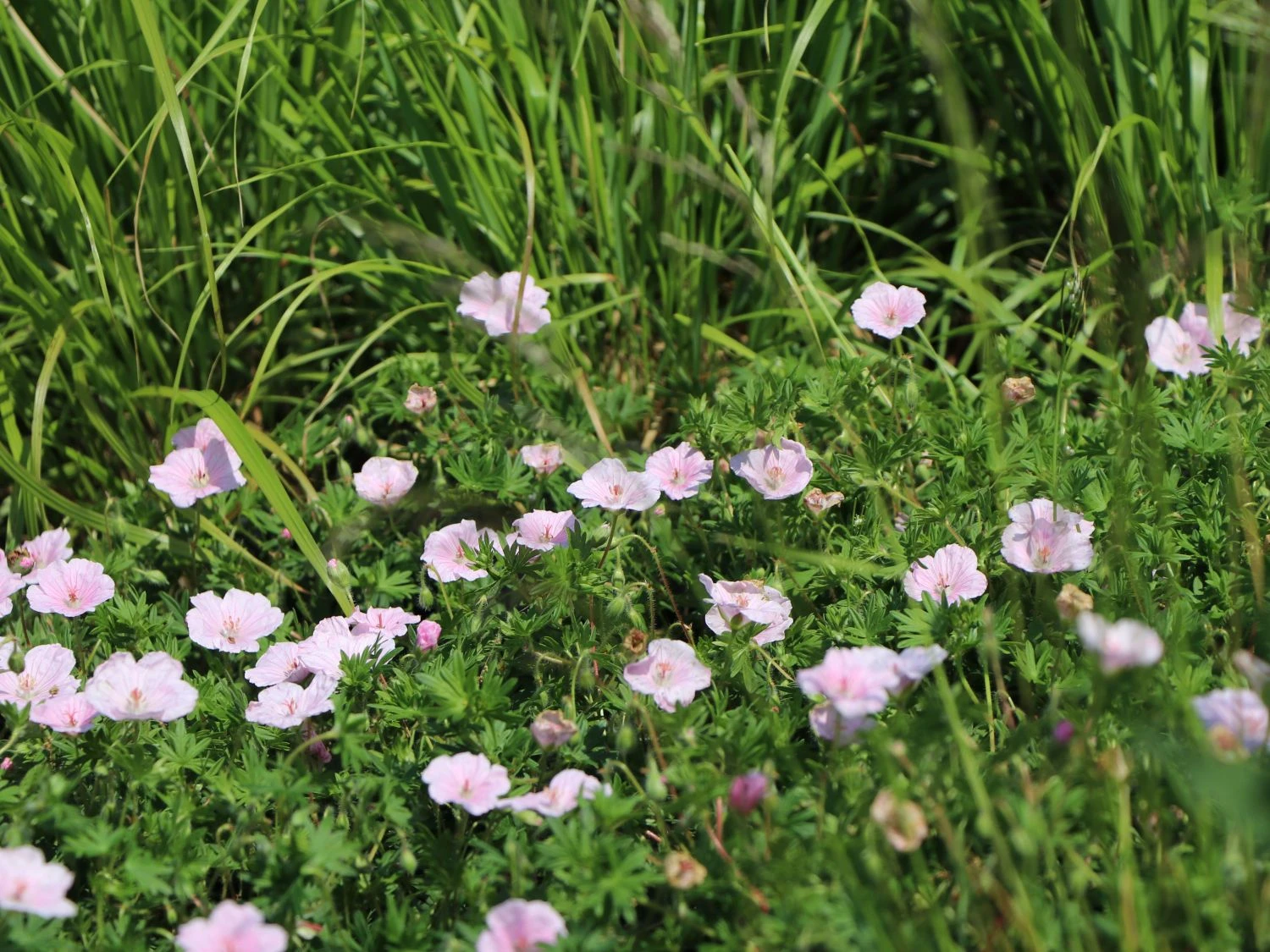 Gestreifter Storchschnabel 5 Gestreifter Storchschnabel – Bild 3