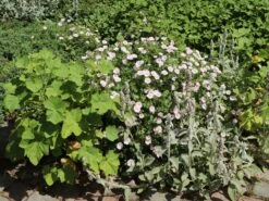 Gestreifter Storchschnabel 29 Gestreifter Storchschnabel -Günstiges Erd Seele Geschäft gestreifter storchschnabel m012387 w 10