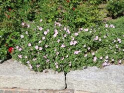 Gestreifter Storchschnabel 27 Gestreifter Storchschnabel -Günstiges Erd Seele Geschäft gestreifter storchschnabel m012387 w 11