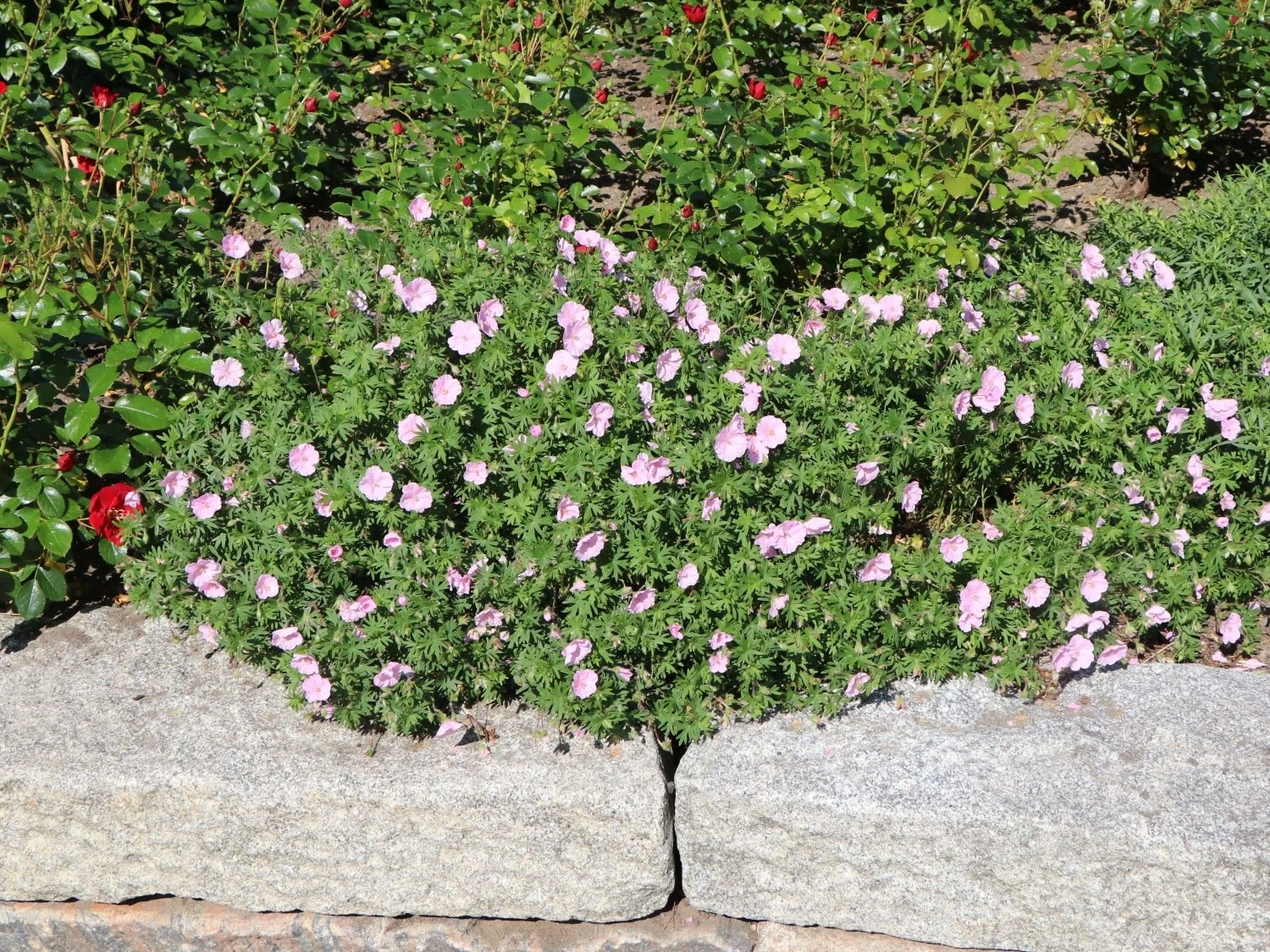 Gestreifter Storchschnabel 13 Gestreifter Storchschnabel – Bild 11