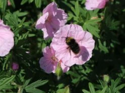 Gestreifter Storchschnabel 28 Gestreifter Storchschnabel -Günstiges Erd Seele Geschäft gestreifter storchschnabel m012387 w 12