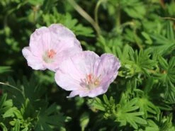 Gestreifter Storchschnabel 22 Gestreifter Storchschnabel -Günstiges Erd Seele Geschäft gestreifter storchschnabel m012387 w 2