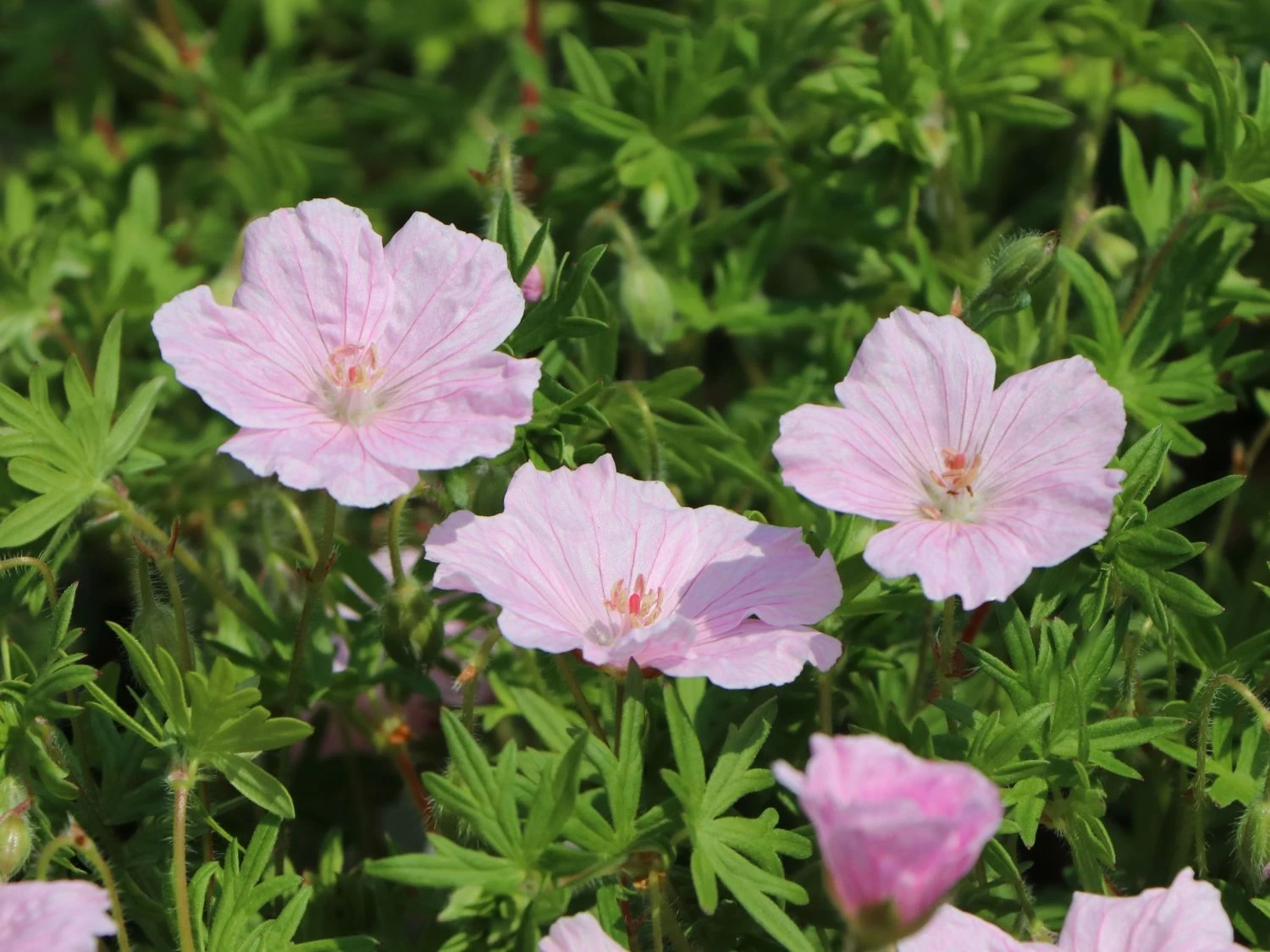 Gestreifter Storchschnabel 6 Gestreifter Storchschnabel – Bild 4