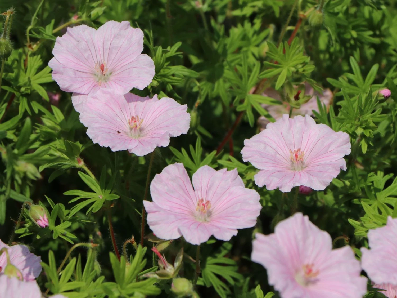 Gestreifter Storchschnabel 11 Gestreifter Storchschnabel – Bild 9