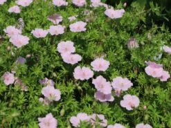 Gestreifter Storchschnabel 24 Gestreifter Storchschnabel -Günstiges Erd Seele Geschäft gestreifter storchschnabel m012387 w 5