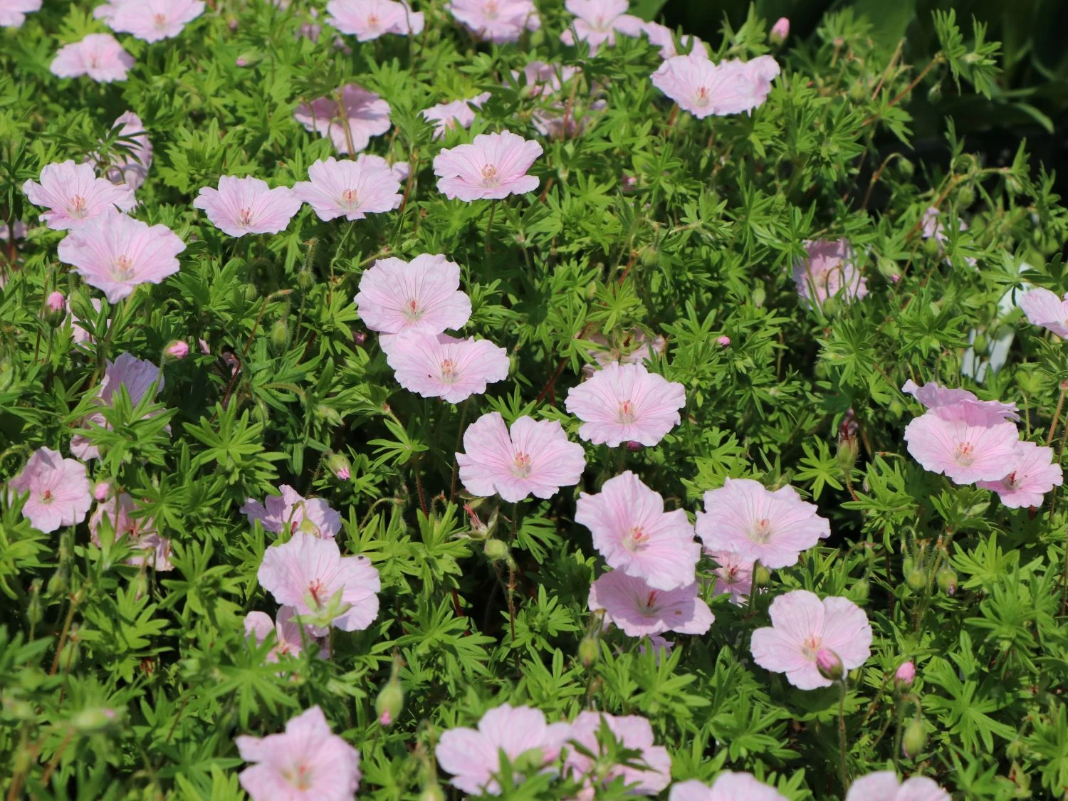 Gestreifter Storchschnabel 10 Gestreifter Storchschnabel – Bild 8