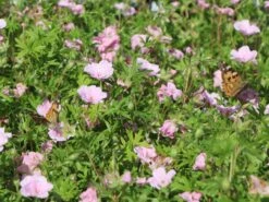 Gestreifter Storchschnabel 30 Gestreifter Storchschnabel -Günstiges Erd Seele Geschäft gestreifter storchschnabel m012387 w 6