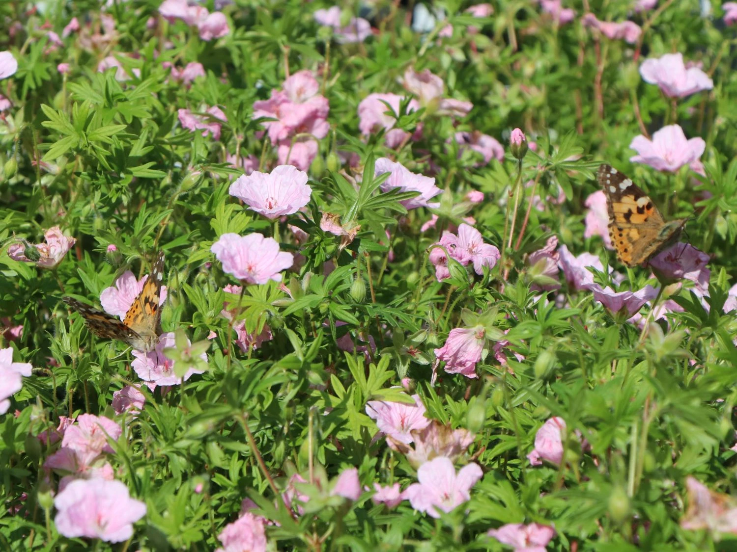 Gestreifter Storchschnabel 16 Gestreifter Storchschnabel – Bild 14