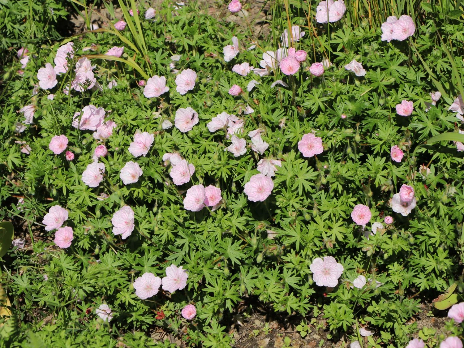 Gestreifter Storchschnabel 4 Gestreifter Storchschnabel – Bild 2