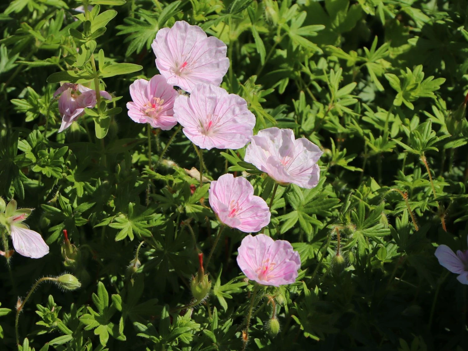 Gestreifter Storchschnabel 9 Gestreifter Storchschnabel – Bild 7