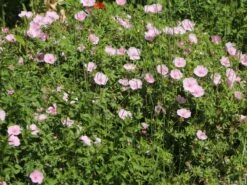 Gestreifter Storchschnabel 21 Gestreifter Storchschnabel -Günstiges Erd Seele Geschäft gestreifter storchschnabel m012387 w 9