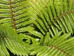 Glanz-Schildfarn -Günstiges Erd Seele Geschäft glanz schildfarn m015158 w 1