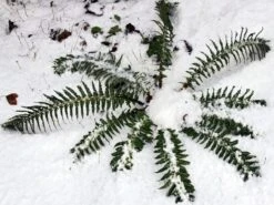 Glanz-Schildfarn -Günstiges Erd Seele Geschäft glanz schildfarn m015158 w 3