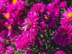 Glattblatt-Aster 'Neron'