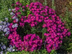 Glattblatt-Aster 'Neron' 15 Glattblatt-Aster 'Neron' -Günstiges Erd Seele Geschäft glattblatt aster neron m102026 w 0