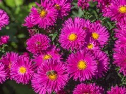 Glattblatt-Aster 'Neron' 18 Glattblatt-Aster 'Neron' -Günstiges Erd Seele Geschäft glattblatt aster neron m102026 w 2