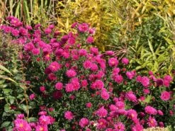 Glattblatt-Aster 'Neron' 14 Glattblatt-Aster 'Neron' -Günstiges Erd Seele Geschäft glattblatt aster neron m102026 w 3