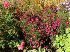 Glattblatt-Aster 'Neron' 21 Glattblatt-Aster 'Neron' -Günstiges Erd Seele Geschäft glattblatt aster neron m102026 w 8